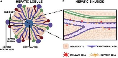 Physiologically relevant microsystems to study viral infection in the human liver